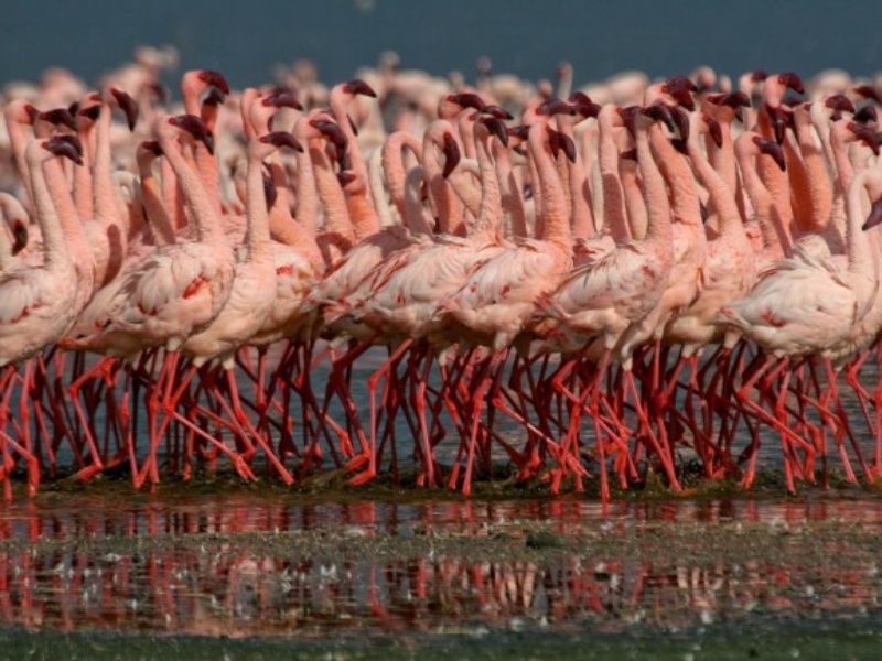 Lake Manyara National Park