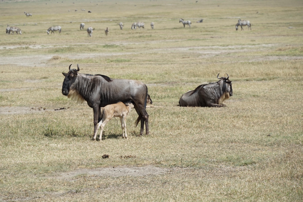Serengeti National Park