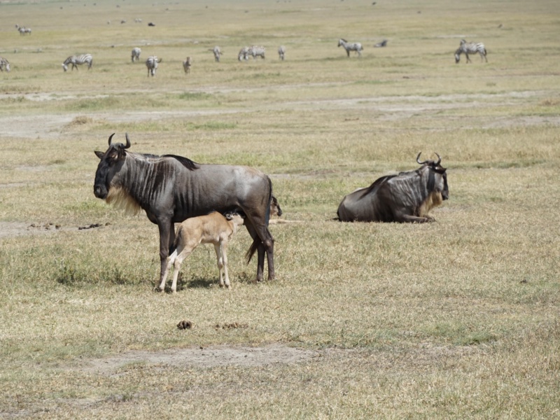 Serengeti National Park
