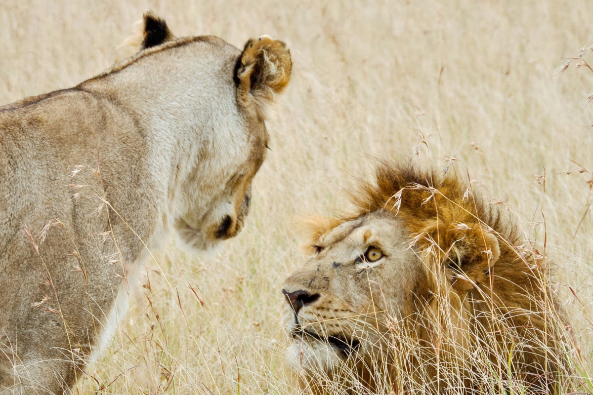 Ngorongoro Conservation Area