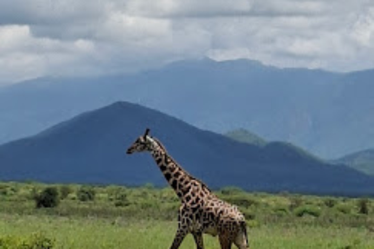 Mkomazi National Park