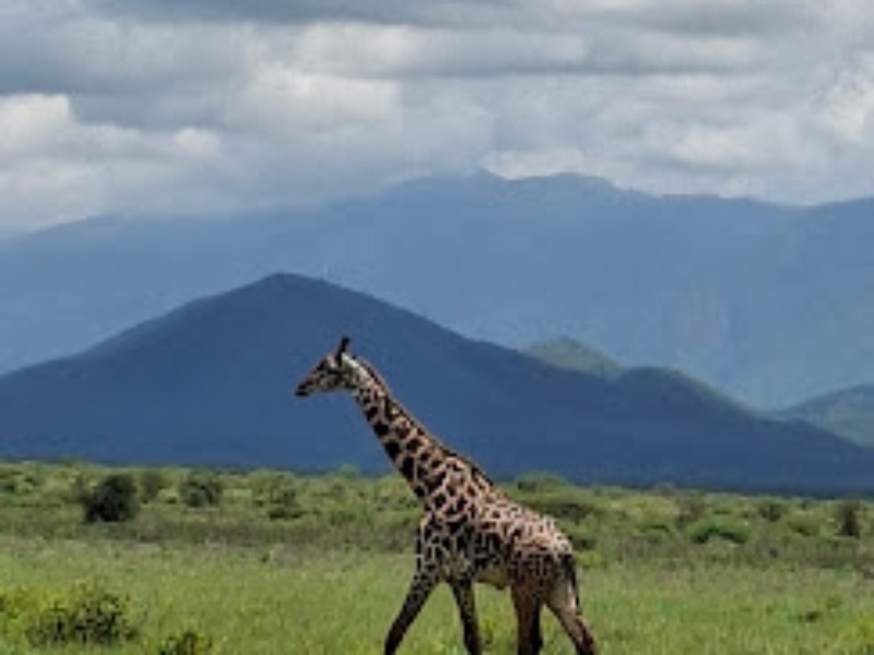 Mkomazi National Park