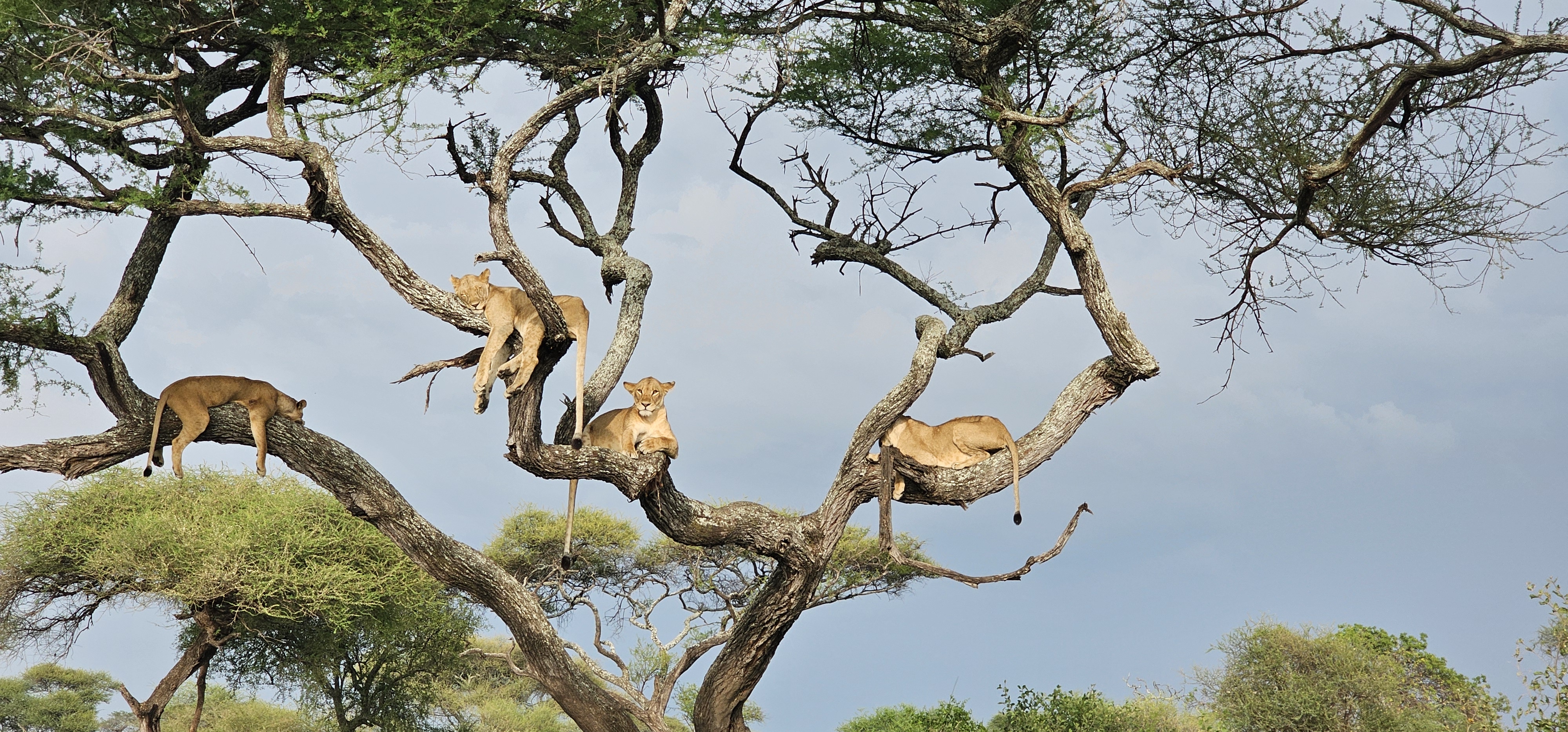 Day 1 - Arrival – Tarangire National Park – Karatu