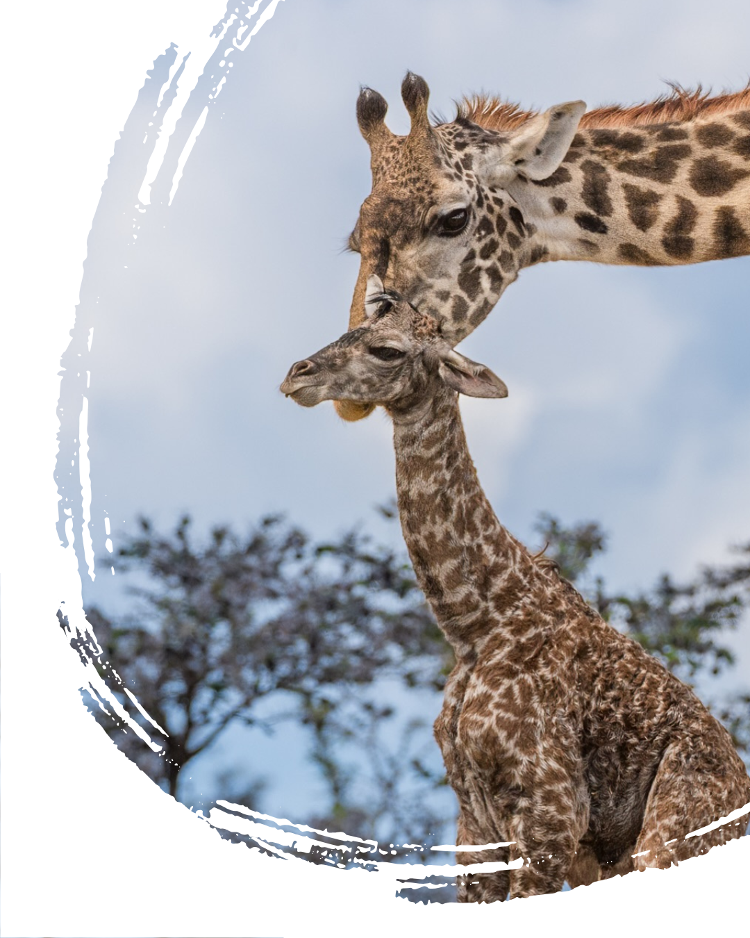 Gombe National Park - Image 1