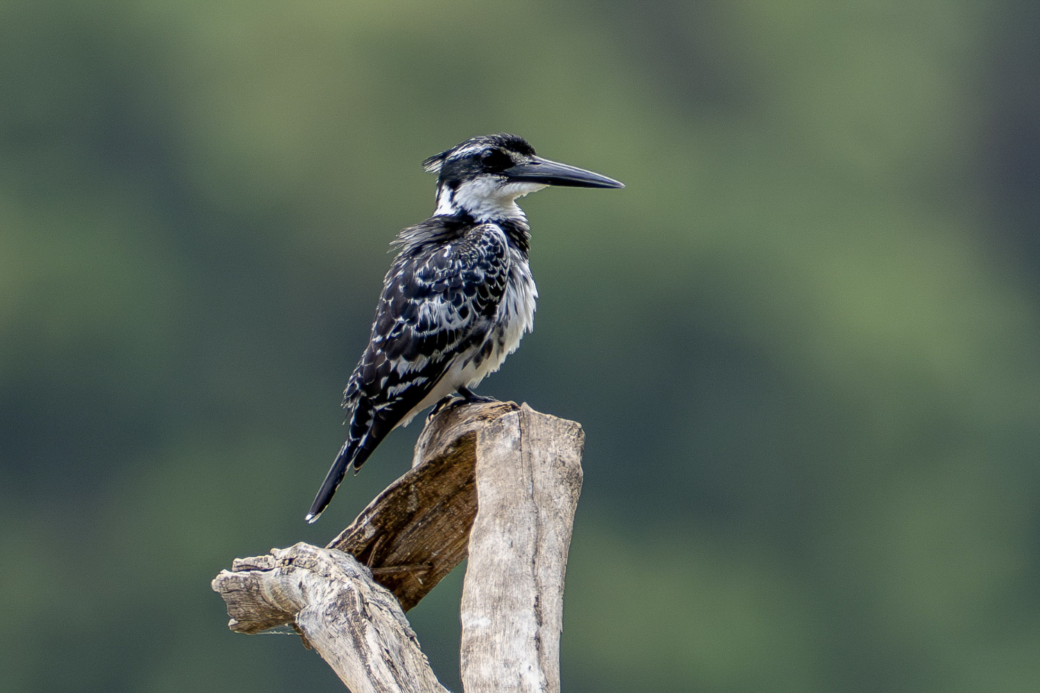 Day 1 - Day Lake Manyara Safari Experience