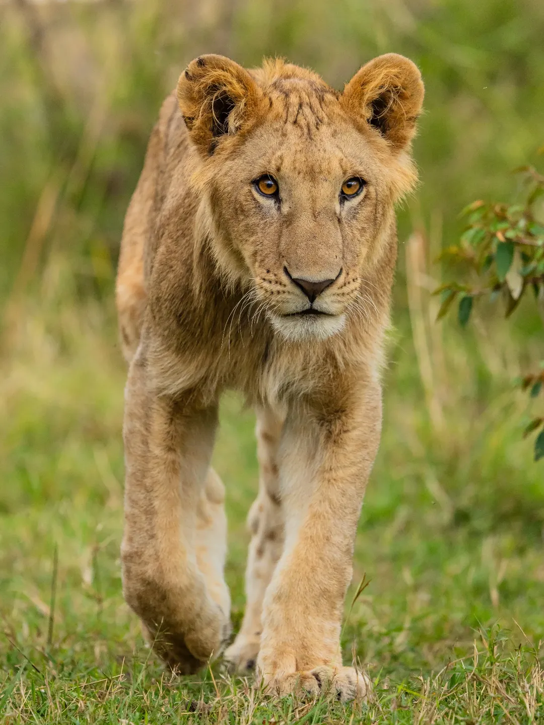 Day 1 - Arrival – Tarangire National Park 