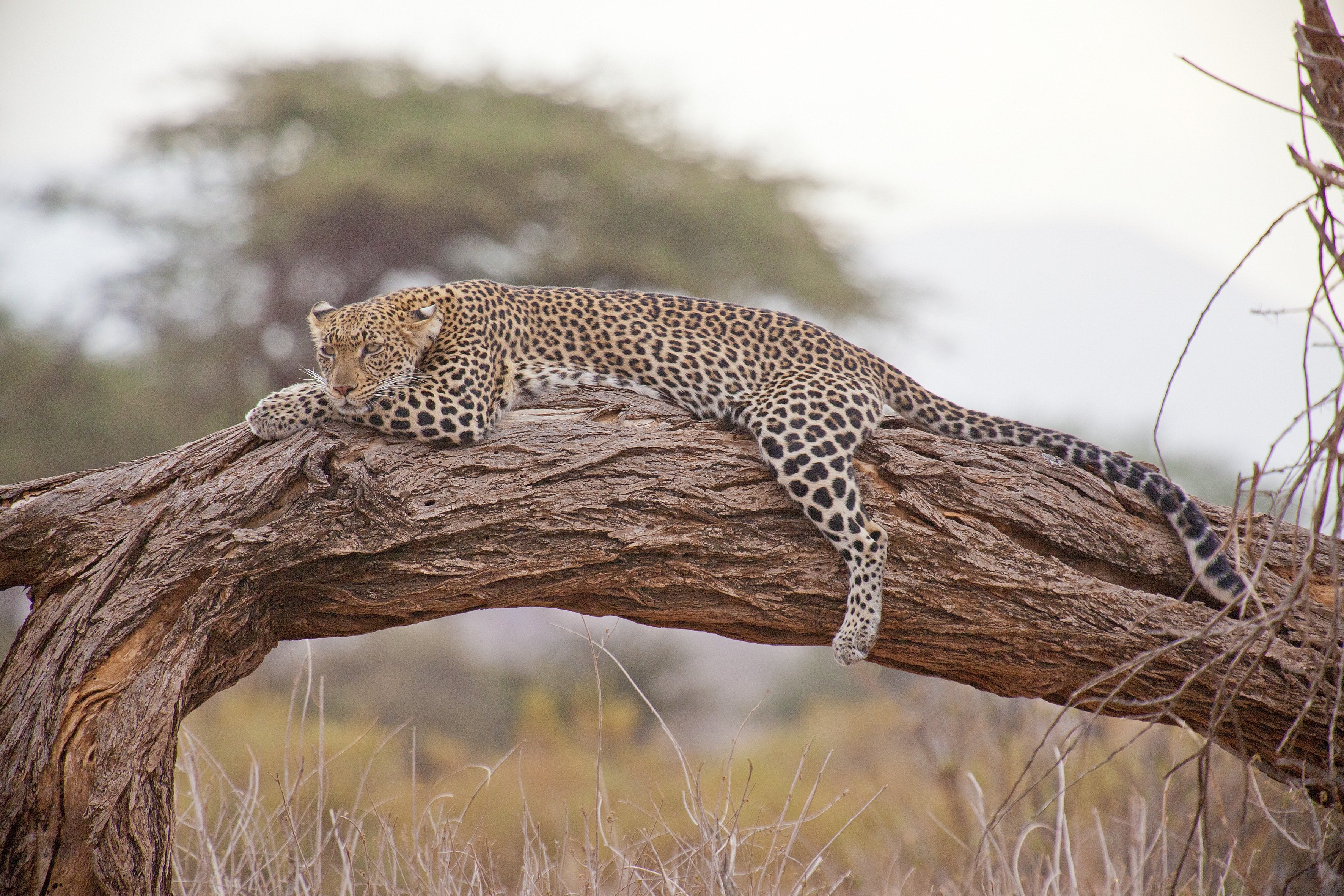 Day 1 - Day Lake Manyara Safari Experience