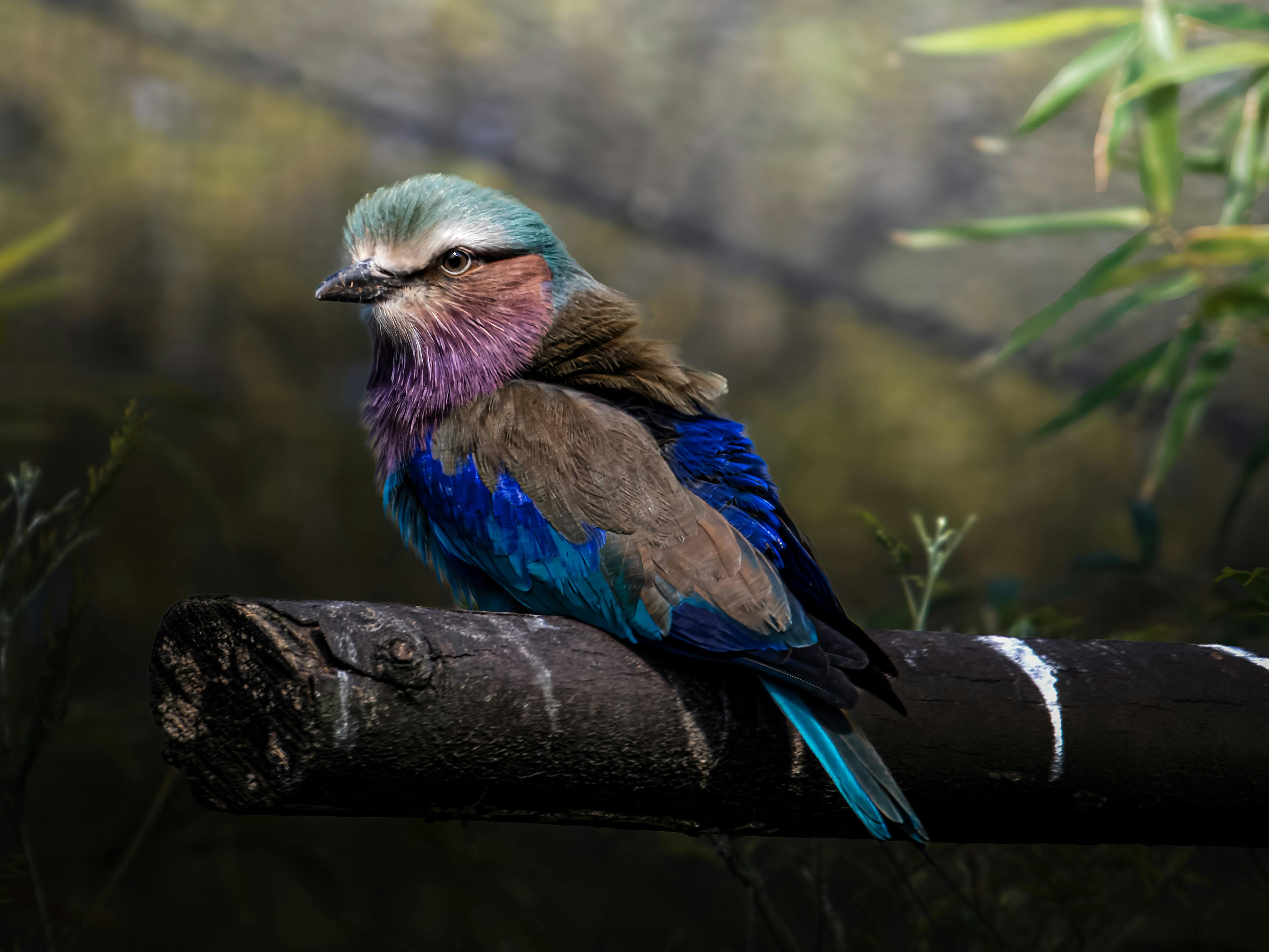 Day 1 - Enter the Wild