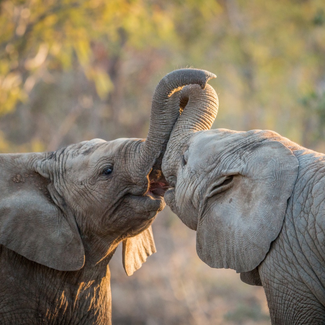Day 1 -  Arusha – Tarangire National Park