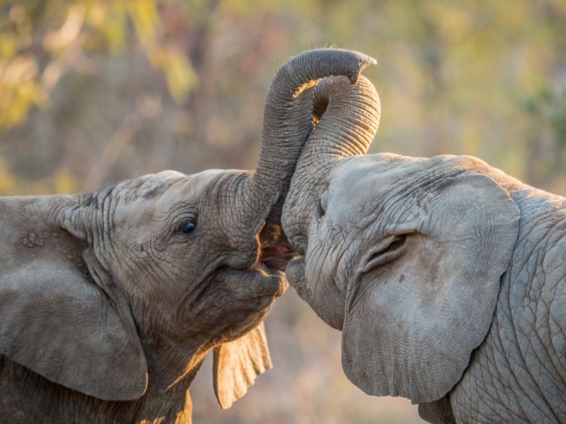 10 Days Great Migration Safari + Zanzibar Beach