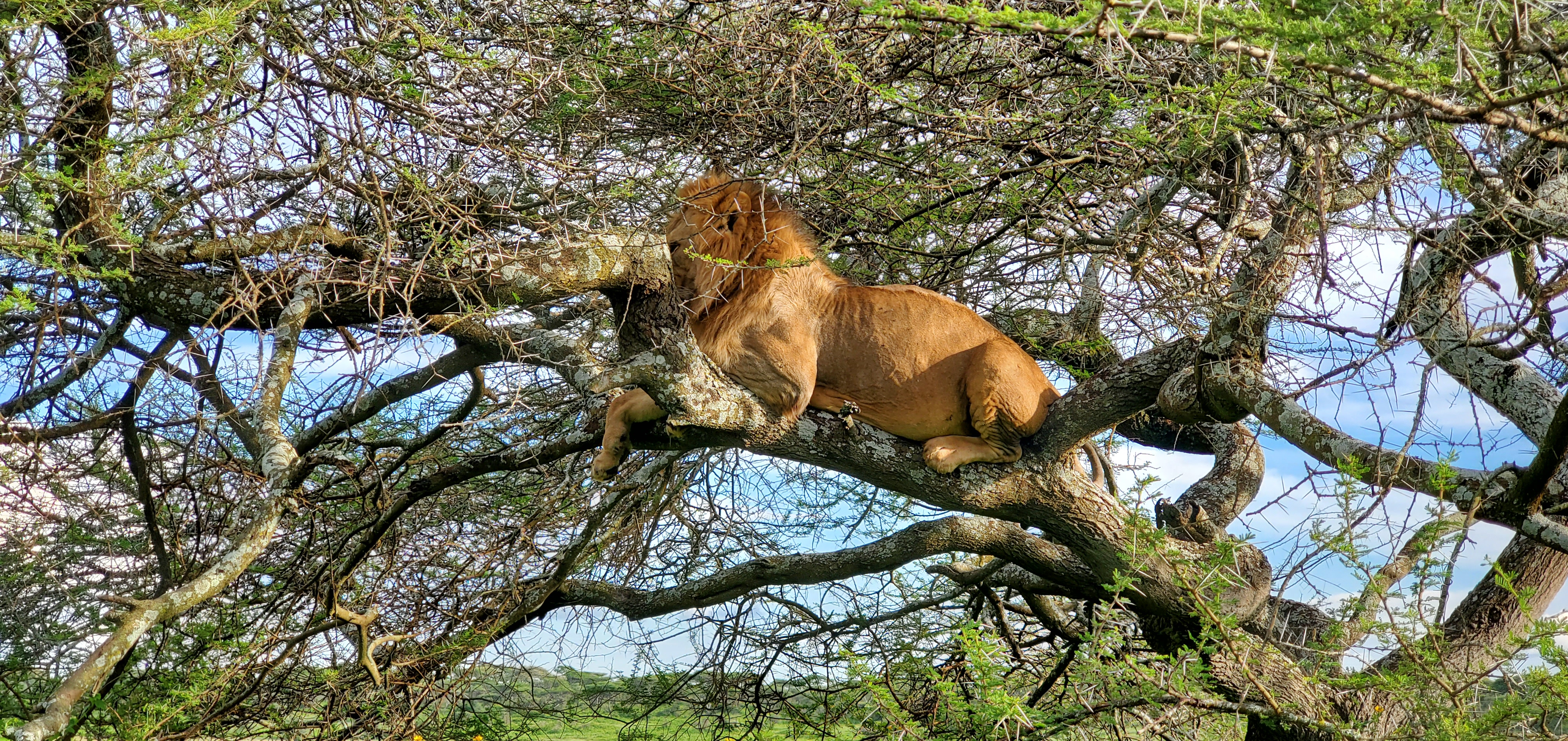 Lake Manyara Day Expedition: Between Tree-Climbing Lions and Shimmering Lakes