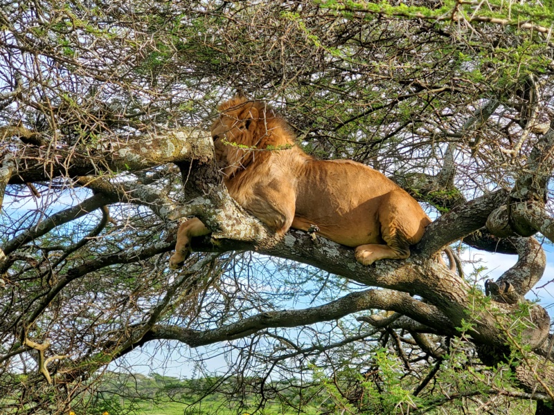 Lake Manyara Day Expedition: Between Tree-Climbing Lions and Shimmering Lakes