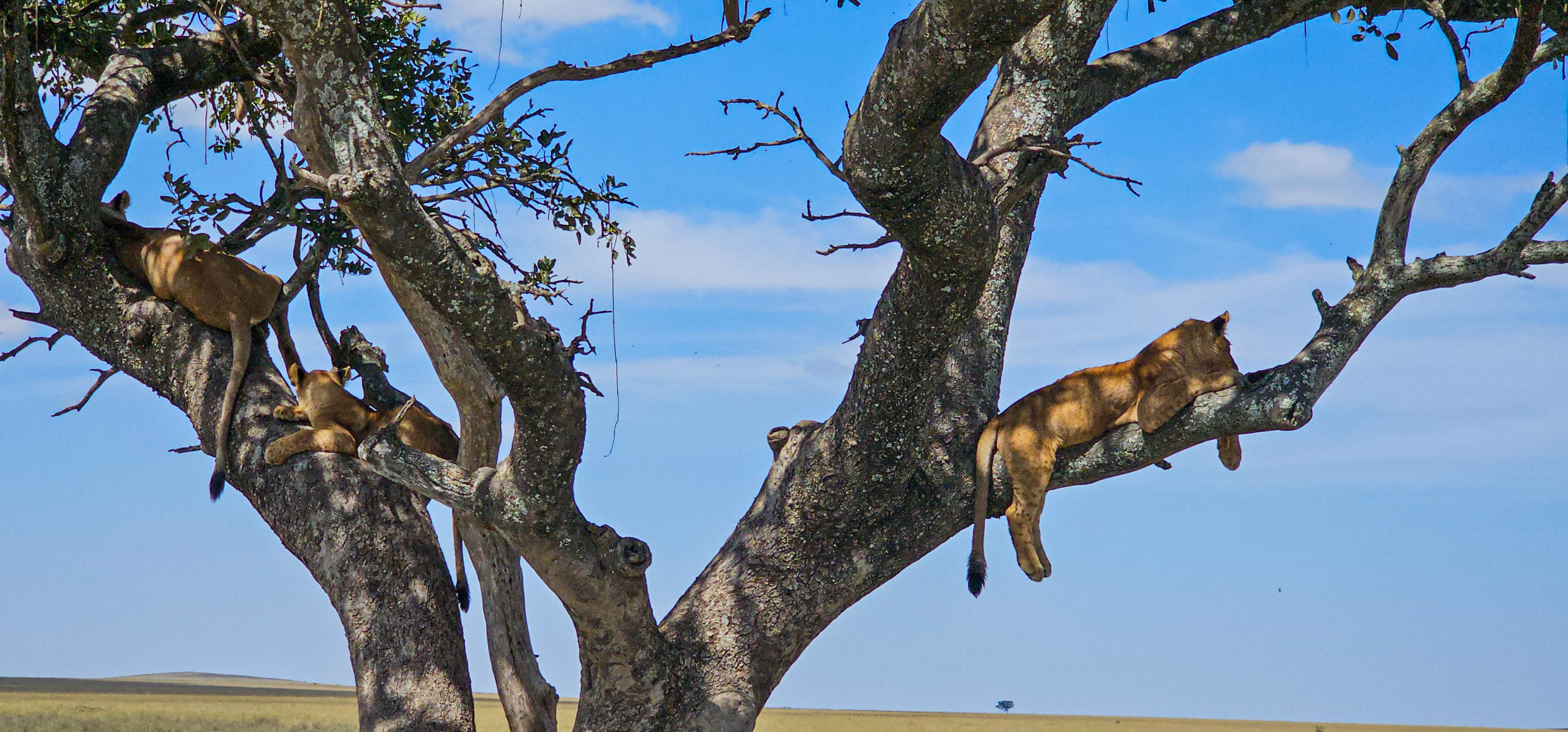 6 Day Tarangire, Ngorongoro, Manyara and Zanzibar Holiday