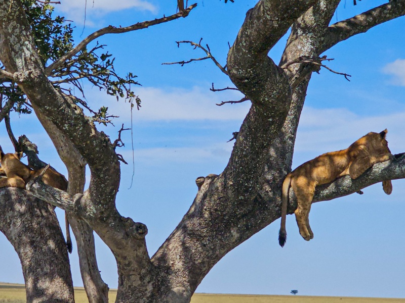 6 Day Tarangire, Ngorongoro, Manyara and Zanzibar Holiday