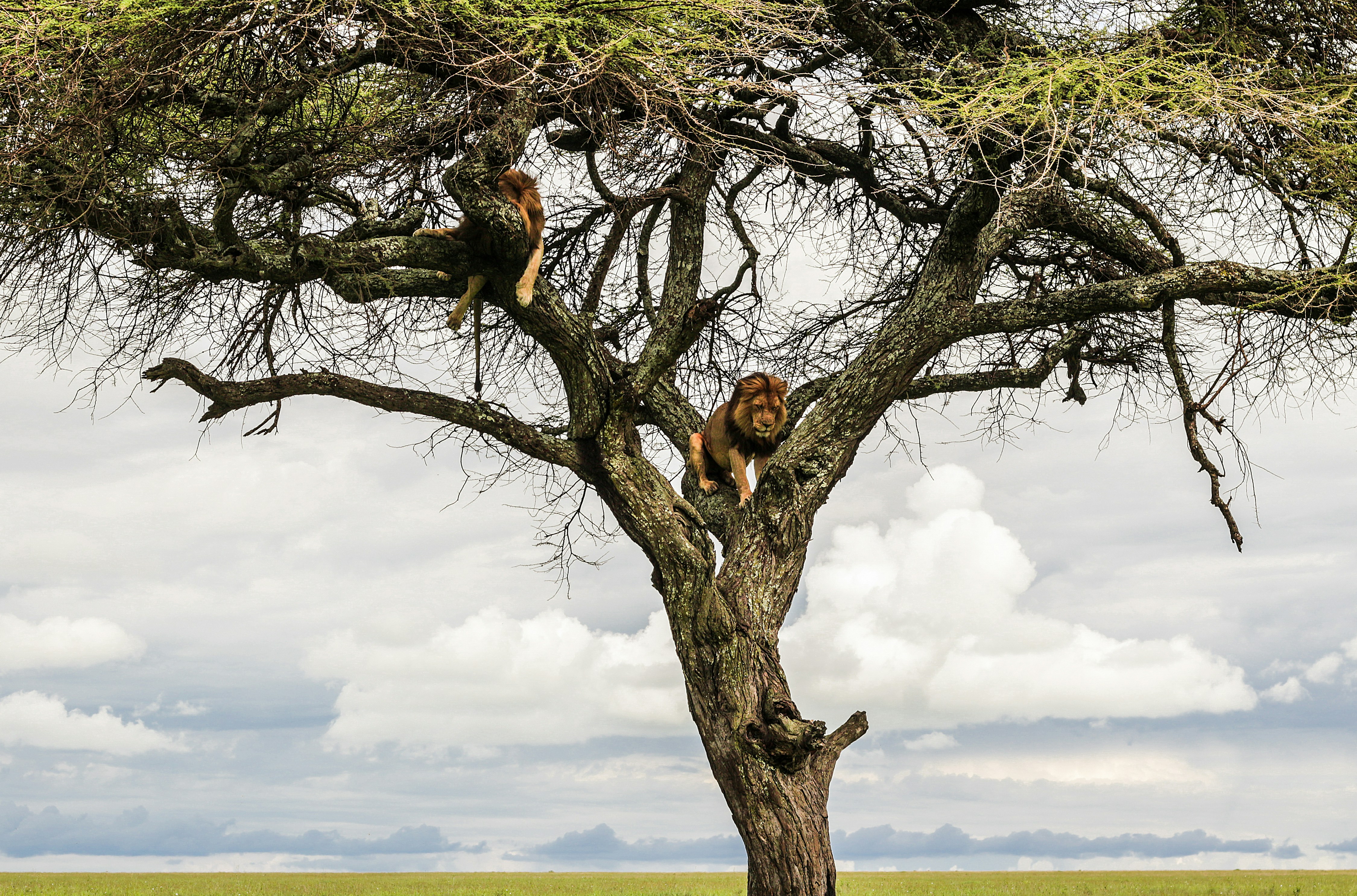 12 Days Safari to Elevate Your Dreams to Africa Trip