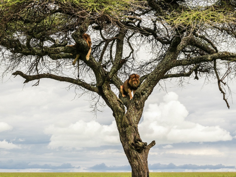 12 Days Safari to Elevate Your Dreams to Africa Trip