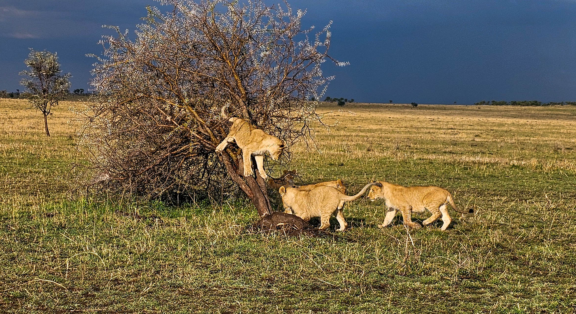 10 Day Ultimate Great Migration Tanzania Safari – Mara River Crossing Experience