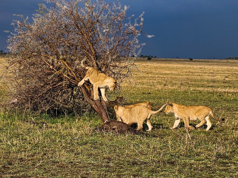 10 Day Ultimate Great Migration Tanzania Safari – Mara River Crossing Experience