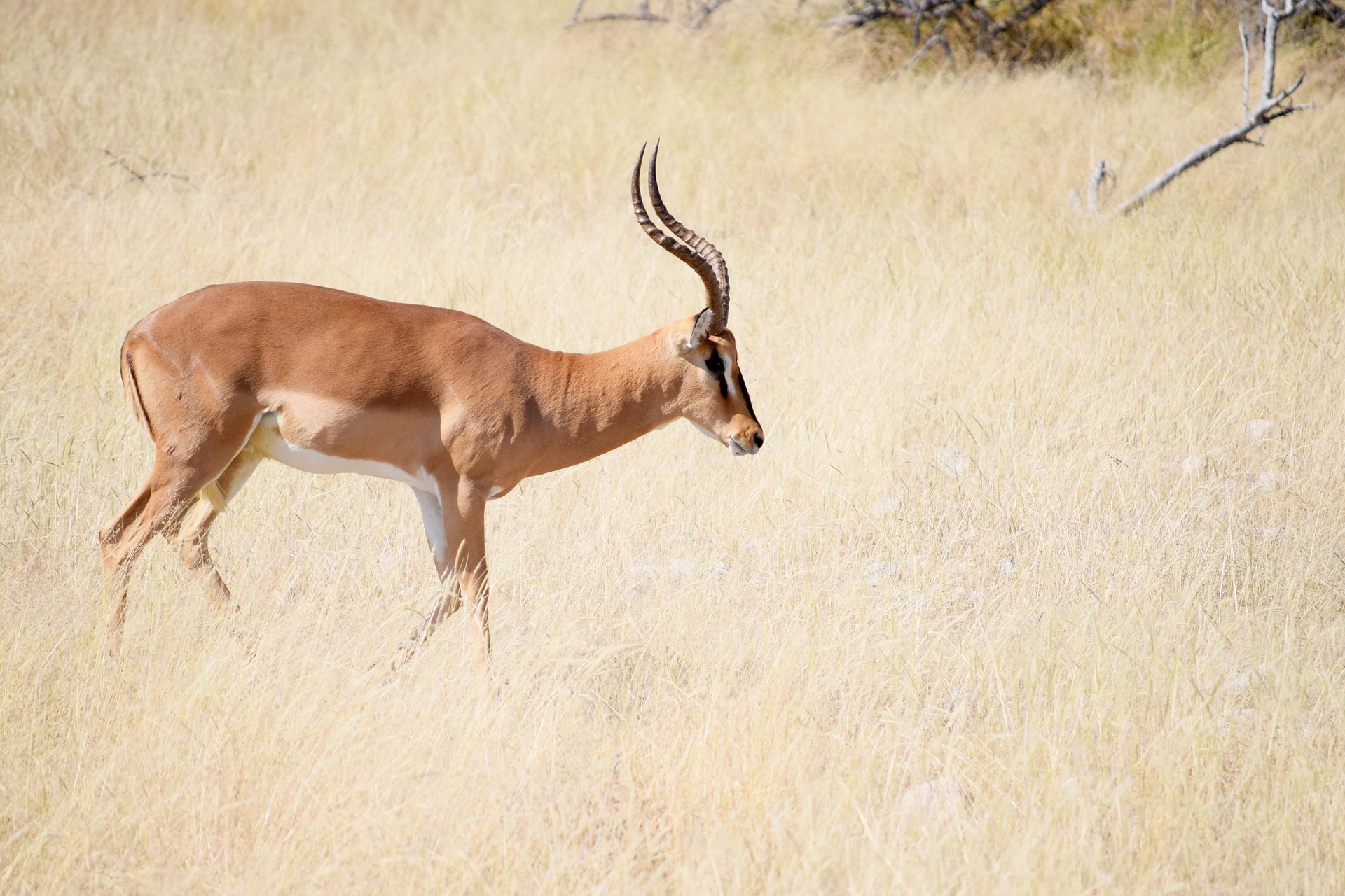 Tarangire National Park Day Tour: Discover the Elephant Heartland