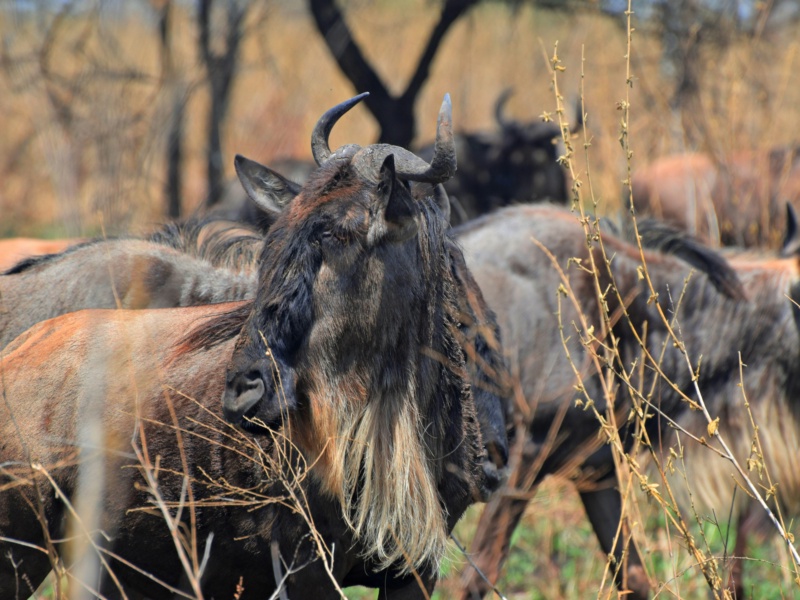 Tanzania Wildebeest Migration Safari: 9 Days of Spectacle & Adventure