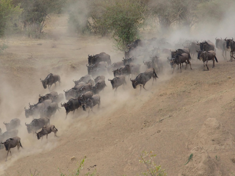 13 Days Great Migration Safari + Zanzibar Beach Holiday