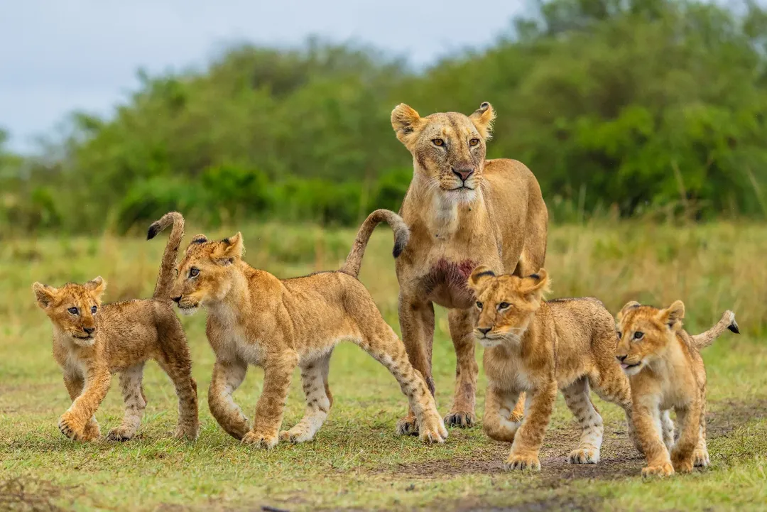 5 Day Great Migration in Northern Serengeti Safari