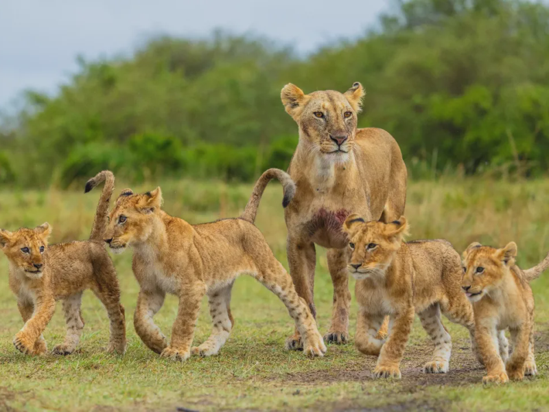 5 Day Great Migration in Northern Serengeti Safari