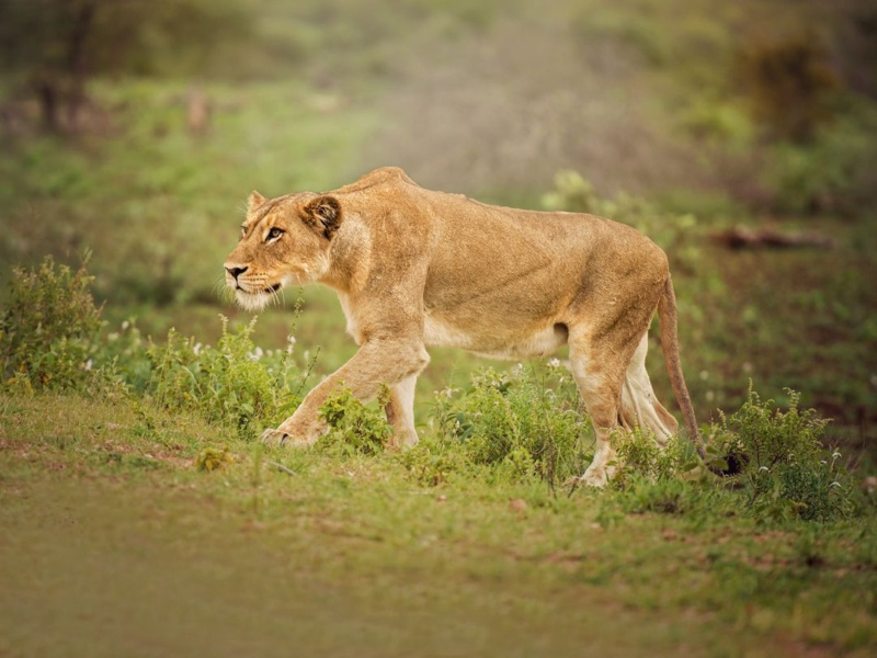 5 Days Best Tarangire, Serengeti, Ngorongoro and Lake Manyara Luxury Journey