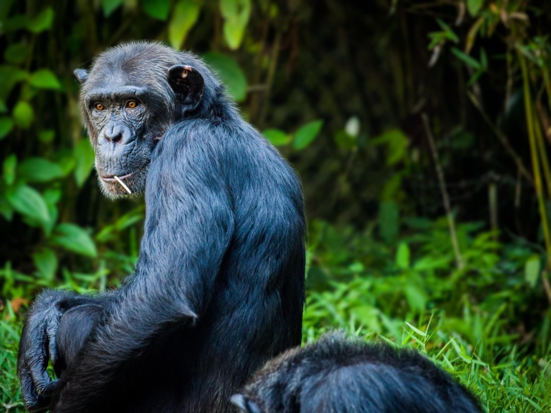 Gombe Wilderness Explorer: 8 Days of Primates, Forests & Lakeside Serenity