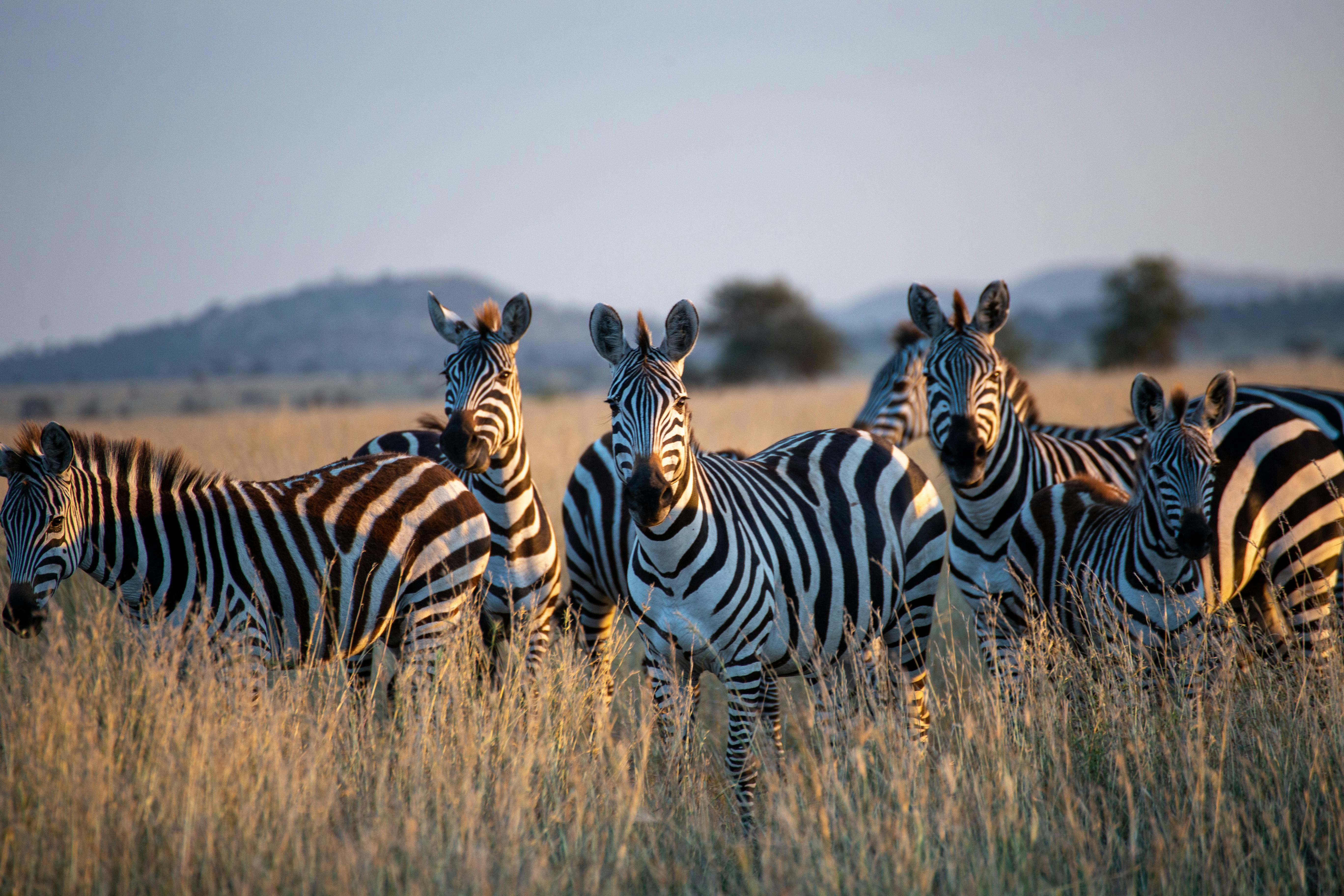 Tanzania Opulent Safari: 10 Days of Wilderness & Elegance