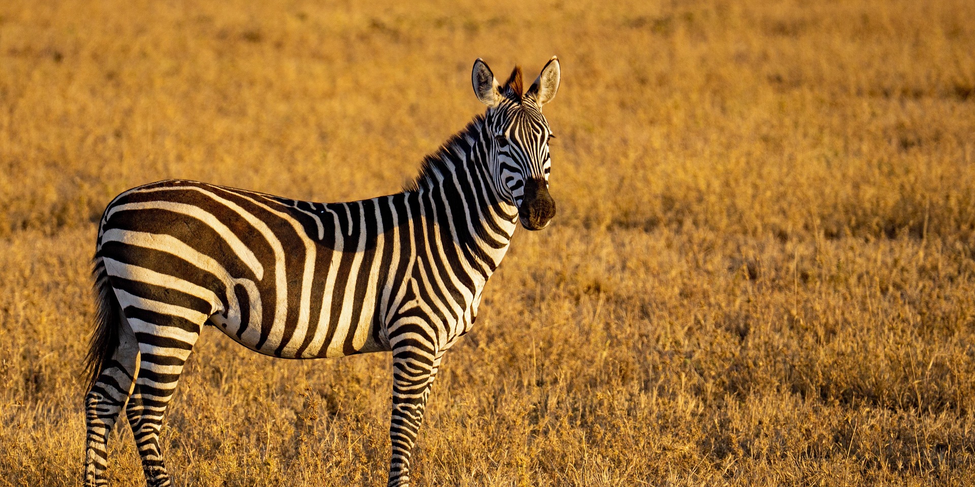Ngorongoro Crater Exclusive Day Adventure: Africa’s Untamed Masterpiece