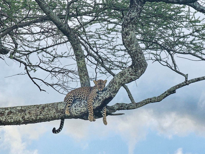 7 Day Super Great Migration Tanzania Luxury River Crossing Safari