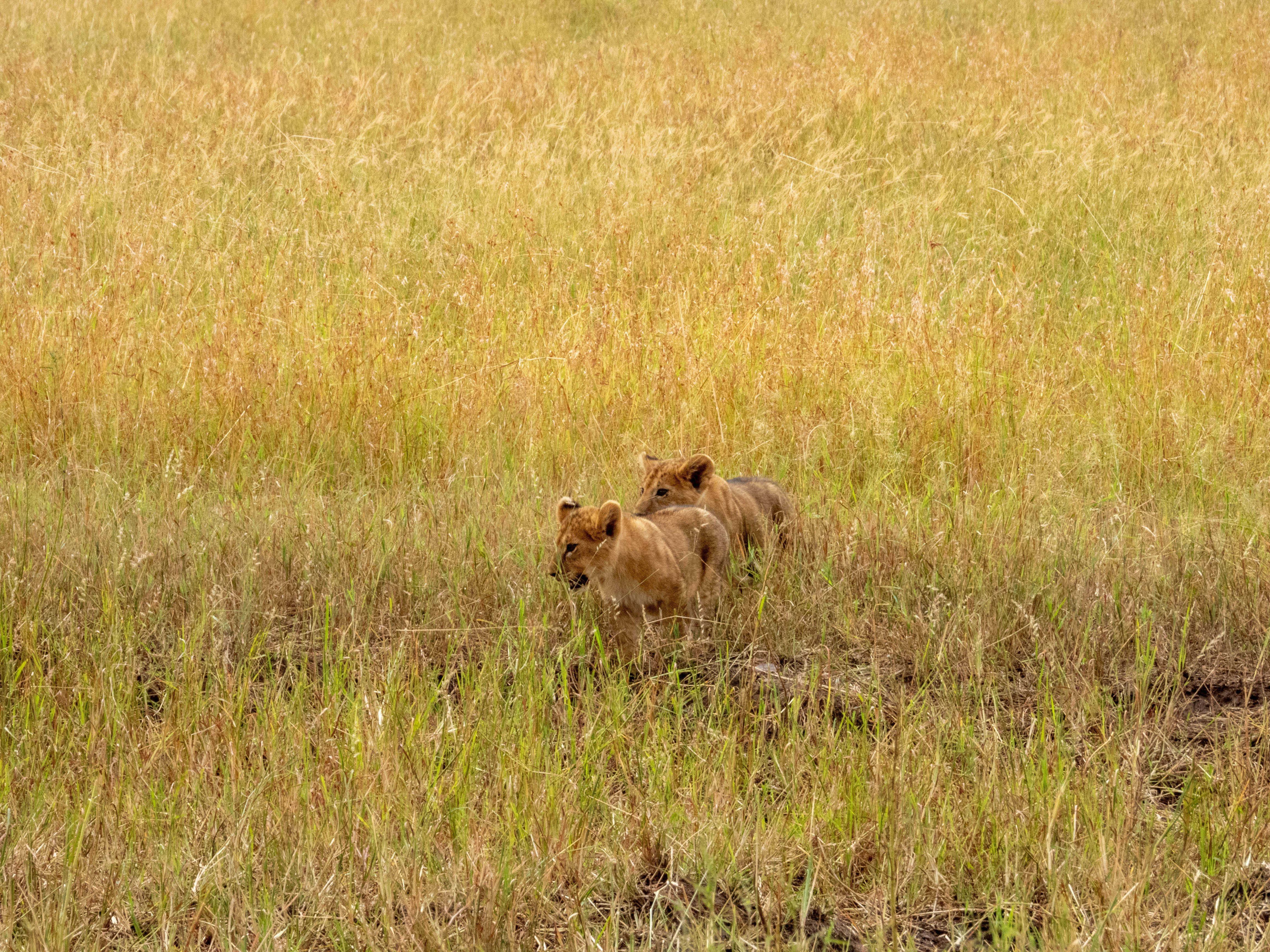 Tanzania Safari Lodge Escape: 5 Days of Wildlife & Luxury
