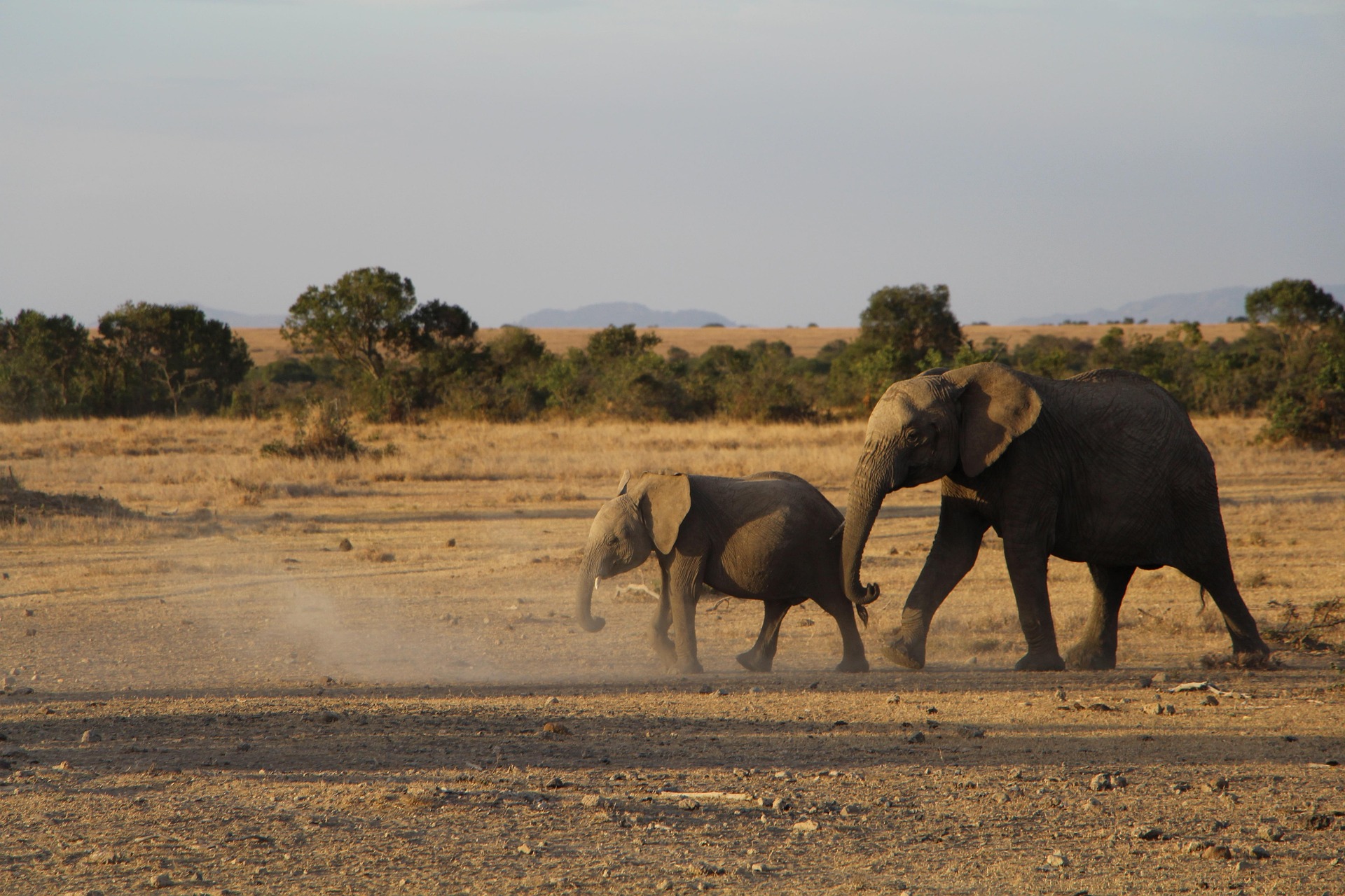 Tarangire National Park Exclusive Day Adventure: The Realm of Giants