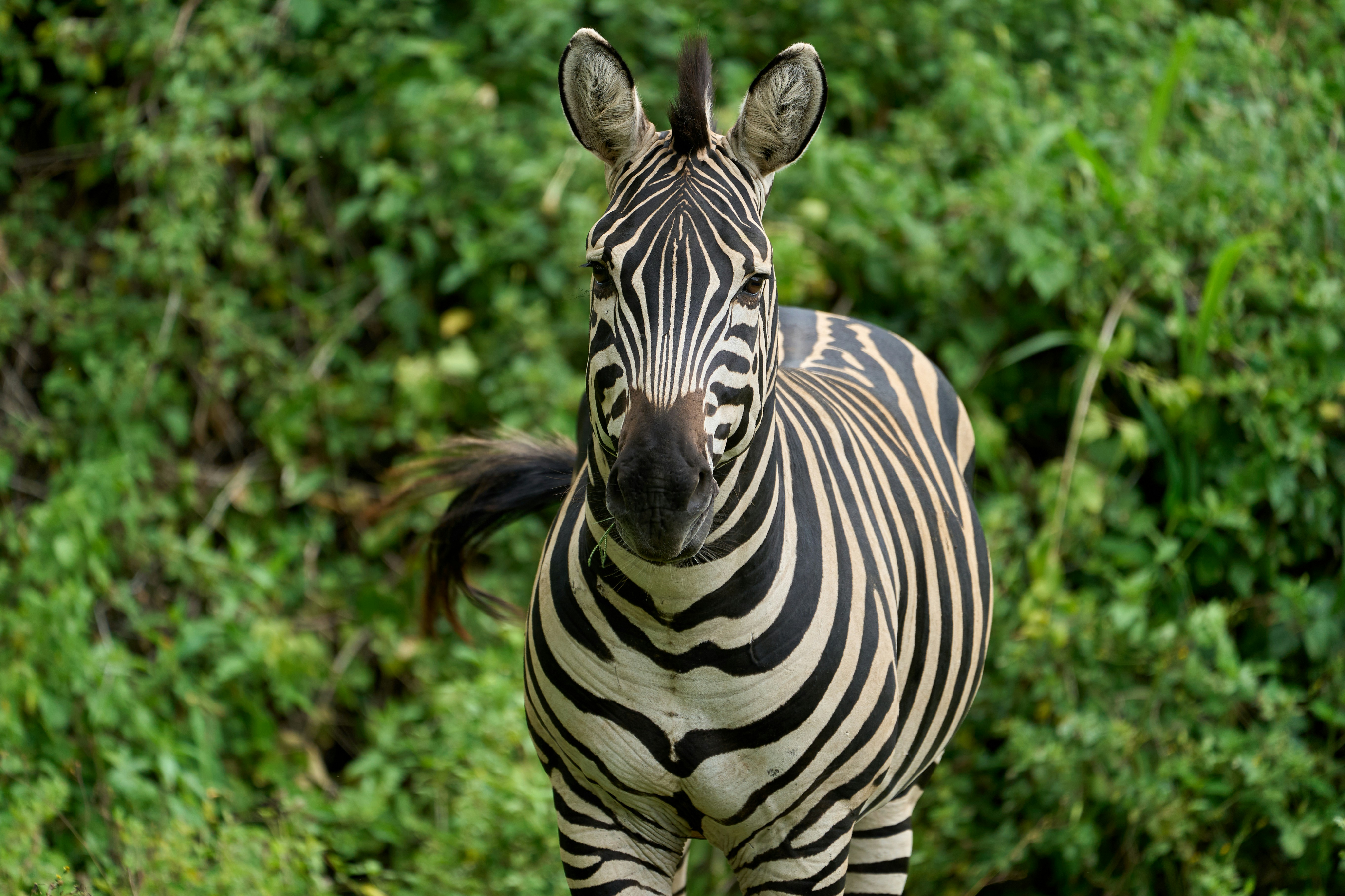11 Days Arusha National Park, Tarangire, Manyara, Serengeti, Ngorongoro and Zanzibar Holiday