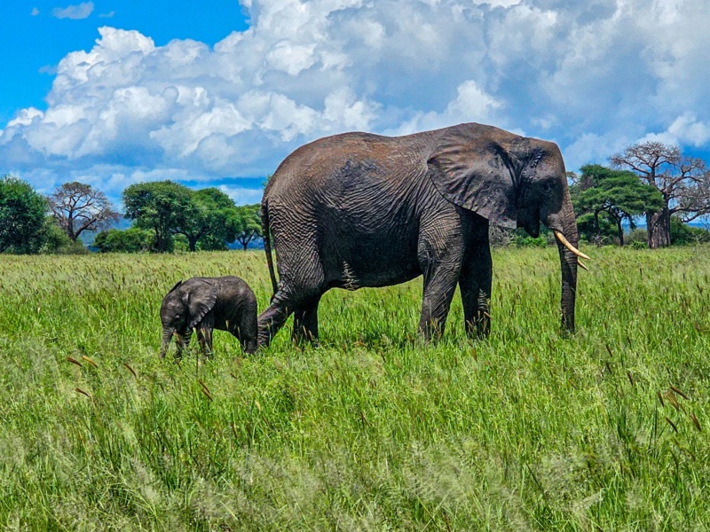 5 Day Winter Migration Safari – Calving Season