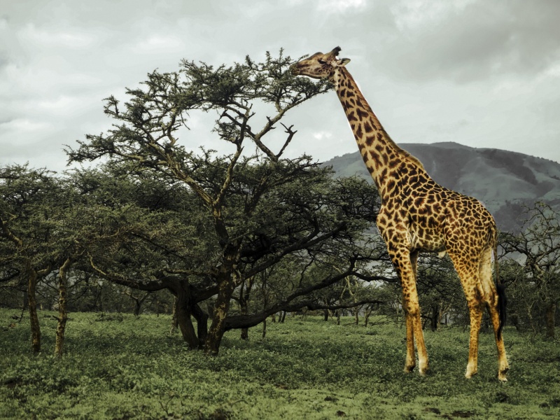 Wild Wonders of Tanzania: An 8-Day Big Five Journey