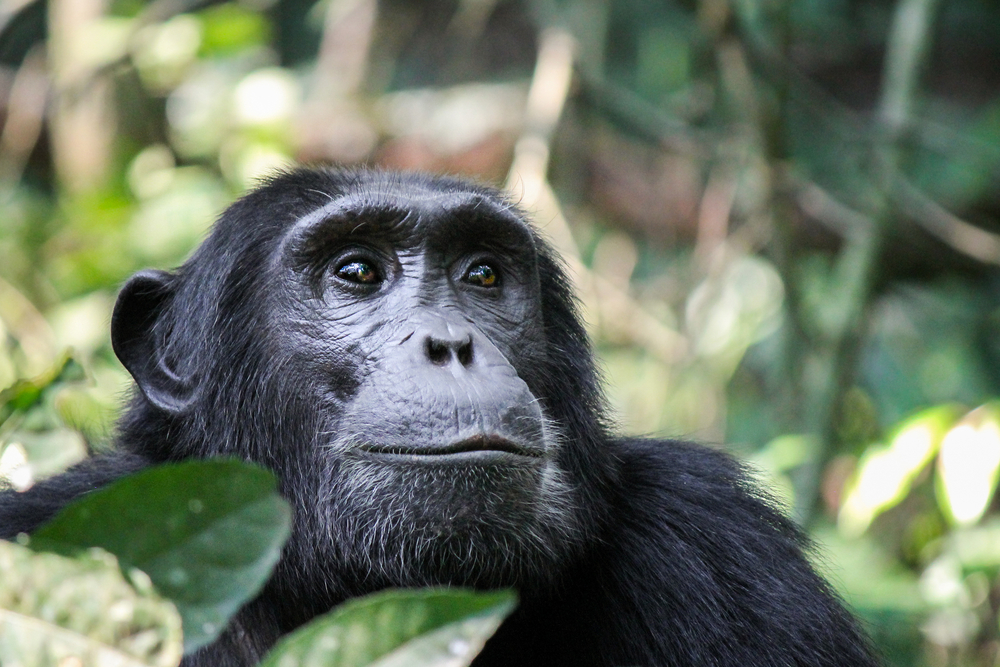 Gombe Wilderness Explorer – 4 Days