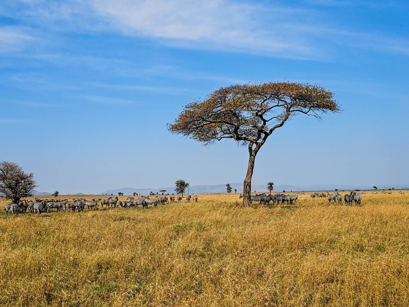 7-Day Super Great Migration Tanzania Safari – River Crossing