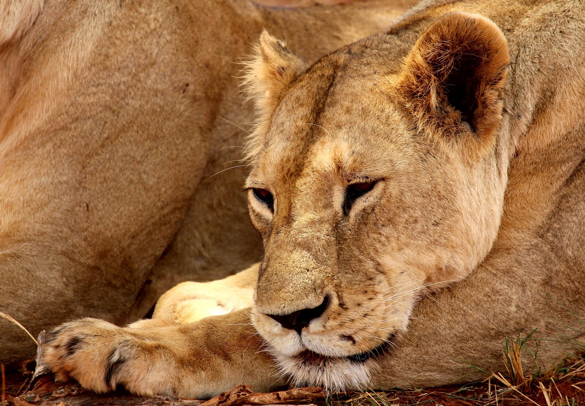 Tanzania Camping Safari: 6 Days of Wilderness & Adventure