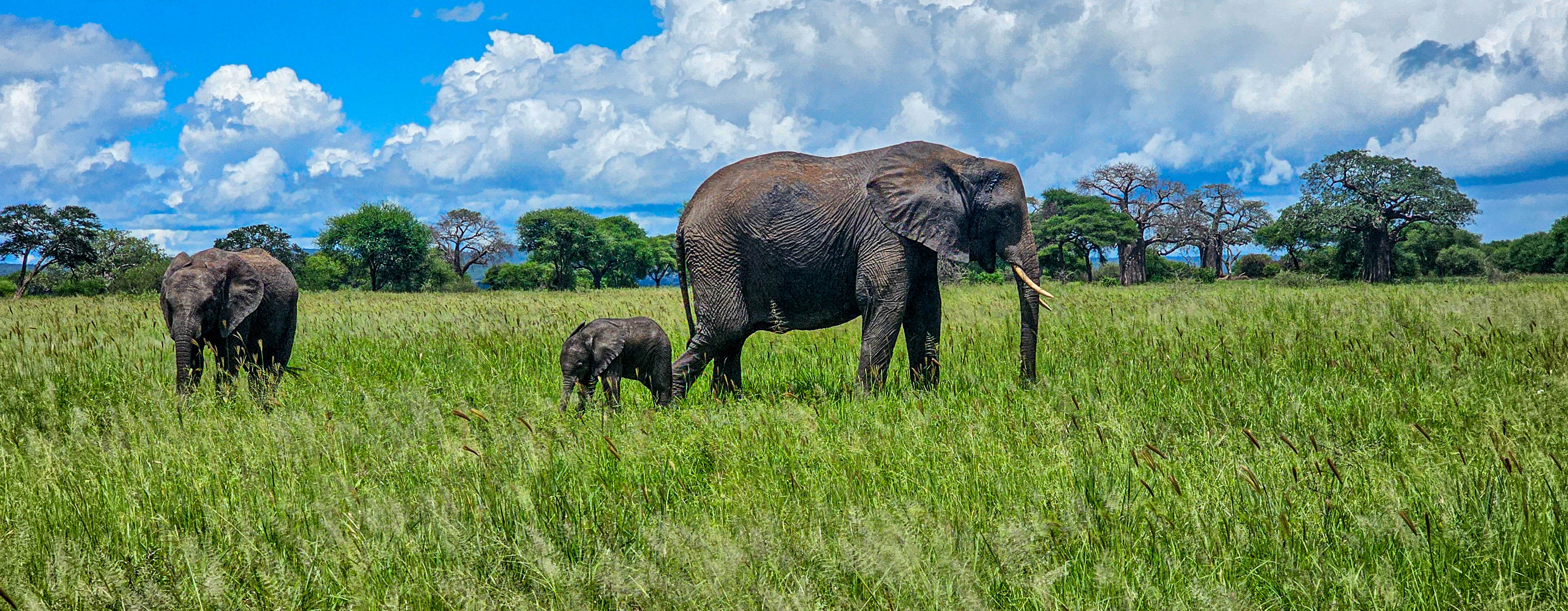 10 Days Calving Season Tanzania Wildlife Safari