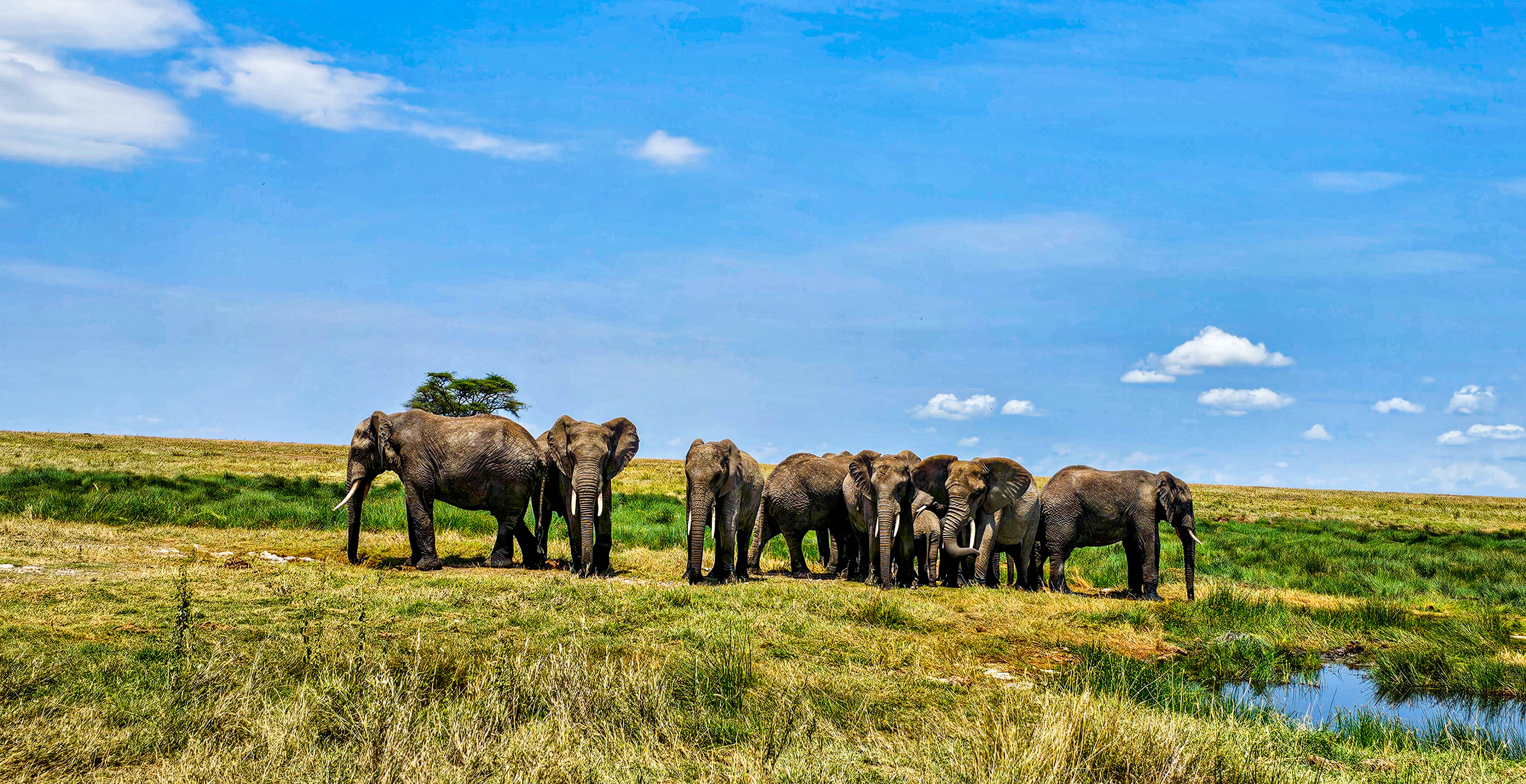 8 Day Premium Wildlife Encounter Safari in Tanzania