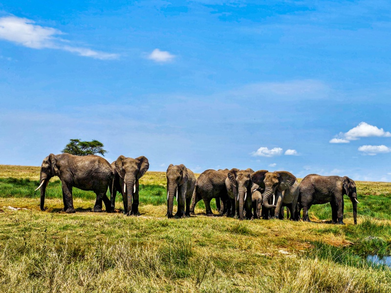 8 Day Premium Wildlife Encounter Safari in Tanzania