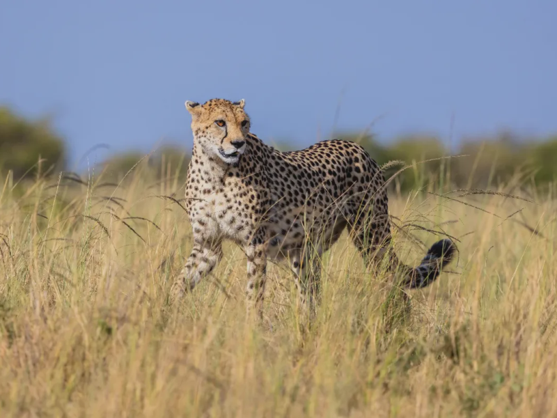 12 Day Winter Escape Safaris and Big Five Premium Safari