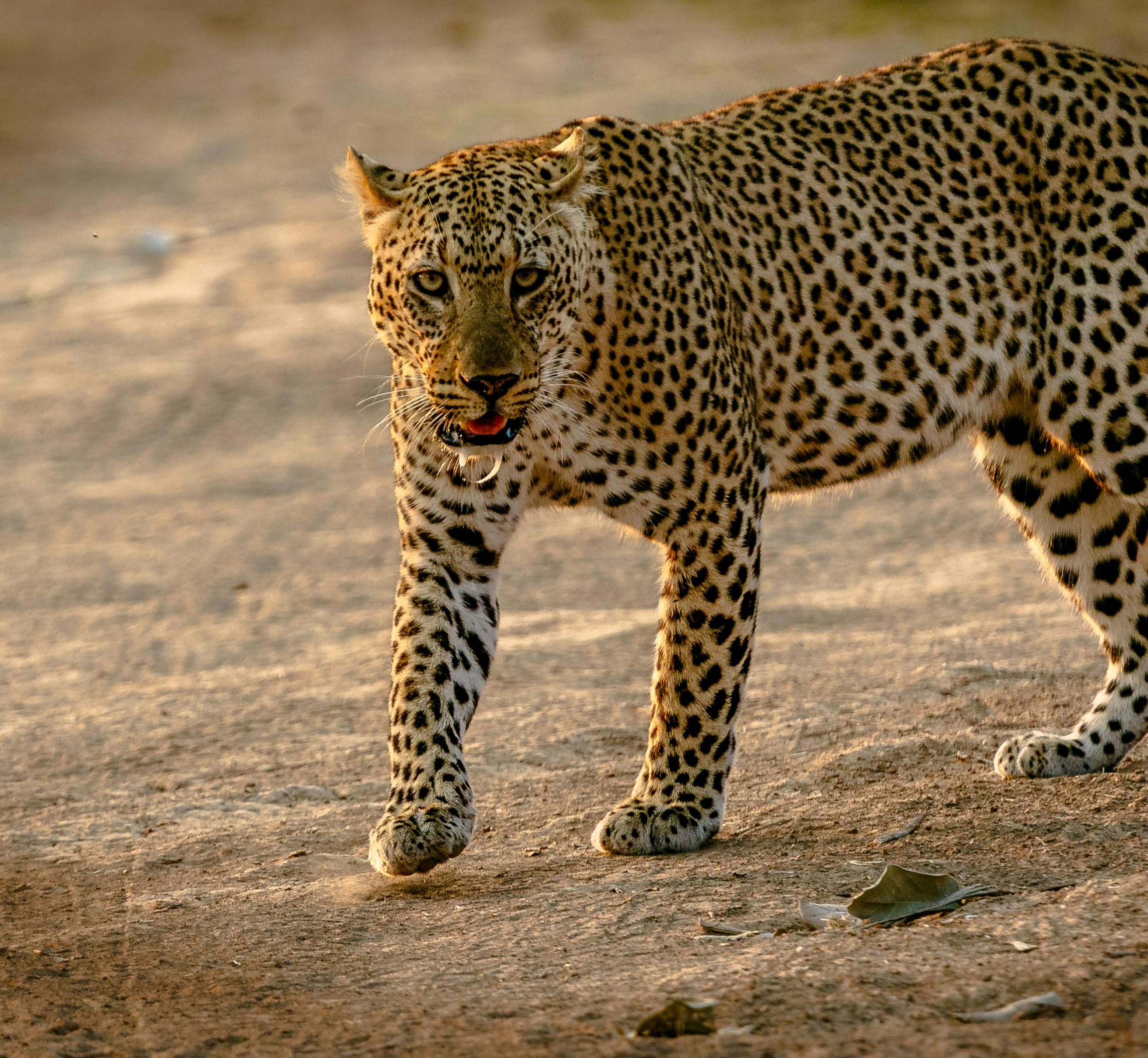 14 Day Winter Escape to Tanzania for the Great Migration Tour