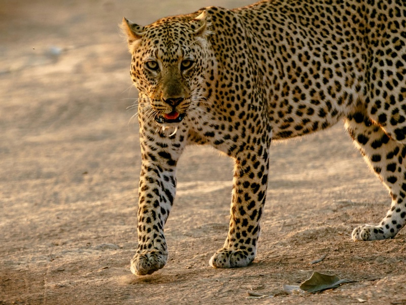 14 Day Winter Escape to Tanzania for the Great Migration Tour