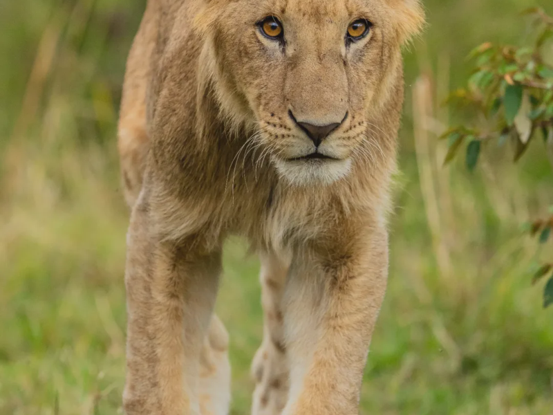 10 Day Perfect Wildlife and Cultural Safari – Luxurious Seekers