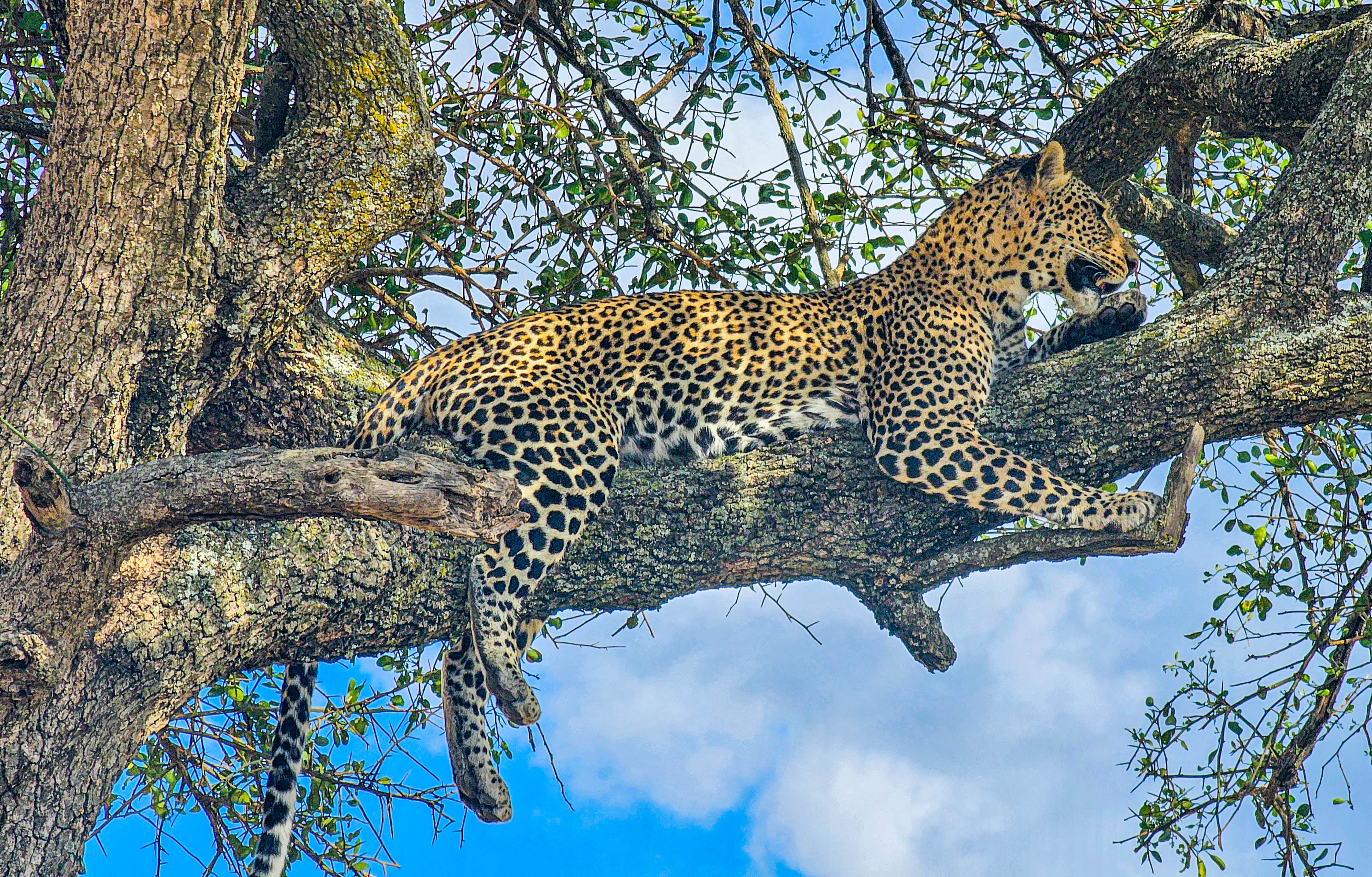 12 Day Great Migration and Big Five Encounter Tanzania Safari