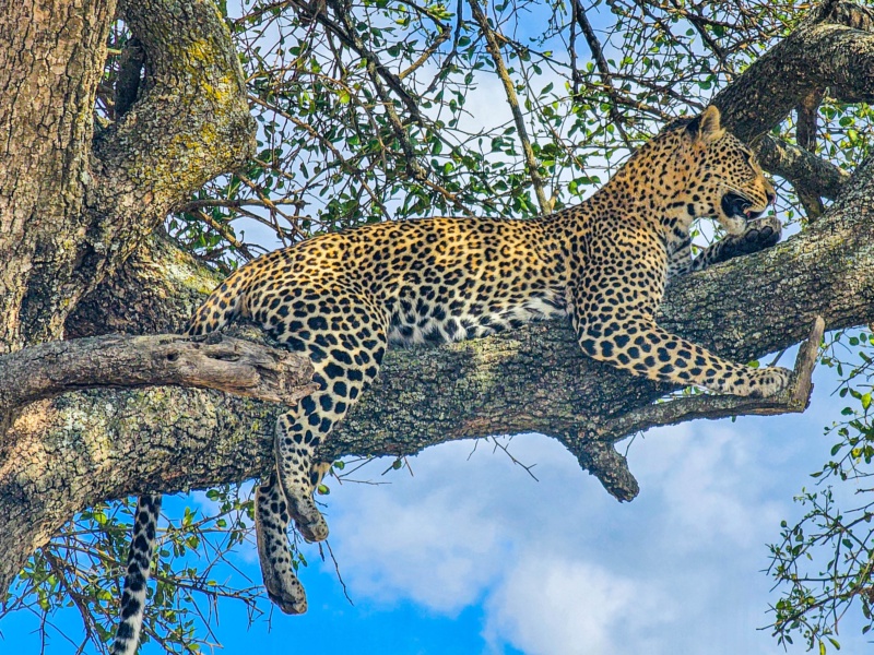 12 Day Great Migration and Big Five Encounter Tanzania Safari