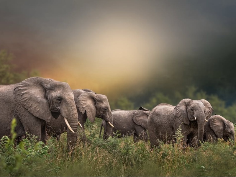 5-Day Premium Northern Tanzania Safari